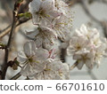Cherry Blossoms	 66701610