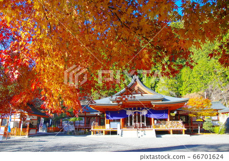 金櫻神社（山梨縣甲府市）的秋葉 66701624