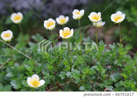 今pentapetalum 66701817