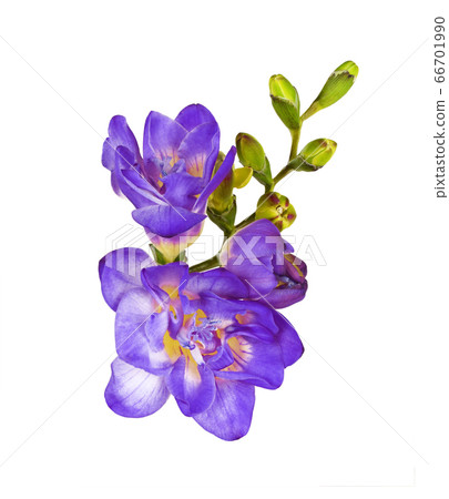 Purple freesia flower and buds 66701990