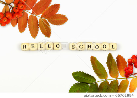Text HELLO SCHOOL at wooden cubes with rowan Text HELLO SCHOOL at wooden cubes with rowan 66701994