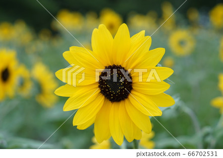 sunflower sunflower 66702531