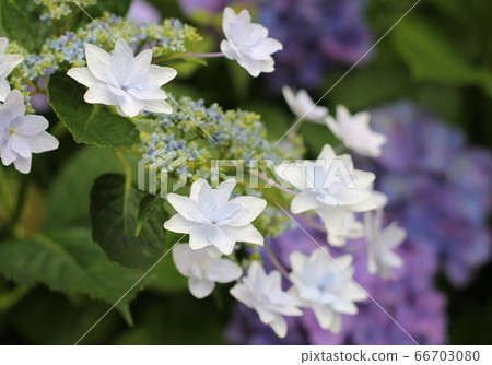 Gaku hydrangea Gaku hydrangea 66703080
