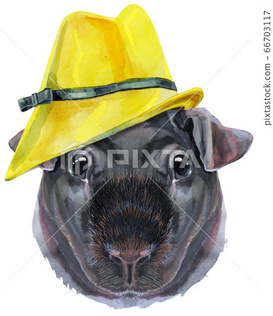 Watercolor portrait of Skinny Guinea Pig in yellow Watercolor portrait of Skinny Guinea Pig in yellow 66703117