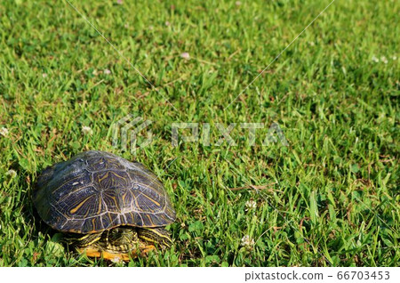 Nest-gome Kame-no-hara沒有逃跑 66703453