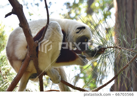 Coquerel Sifaka (Madagascar) Coquerel Sifaka (Madagascar) 66703566