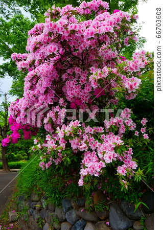Blooming azalea bush. Pink flower. Landscape Blooming azalea bush. Pink flower. Landscape 66703608