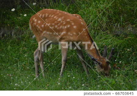 Ezo deer eating grass (Shiretoko Peninsula / Shari Town, Shari District, Hokkaido) Ezo deer eating grass (Shiretoko Peninsula / Shari Town, Shari District, Hokkaido) 66703645