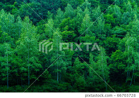 forest 66703728