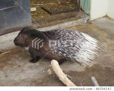 porcupine porcupine 66704147
