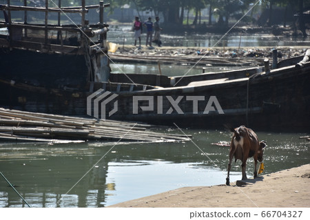 Cox's Bazar in Bangladesh A coastal fishing village and a fishing boat stopped A cute goat walking along the road 66704327