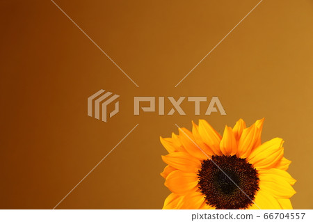 Sunflower one wheel japanese summer Sunflower one wheel japanese summer 66704557