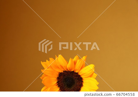 Sunflower one wheel japanese summer Sunflower one wheel japanese summer 66704558