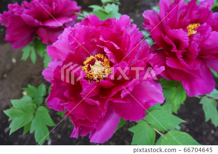 Purple peonies on a bush close-up 66704645