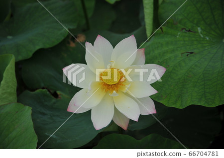 蓮花 蓮花 66704781