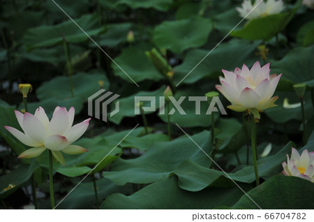 蓮花 蓮花 66704782