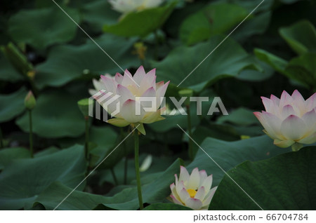 蓮花 蓮花 66704784