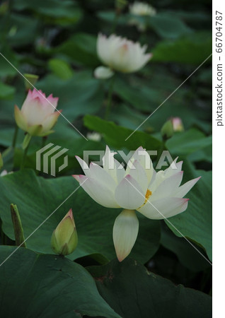 蓮花 蓮花 66704787