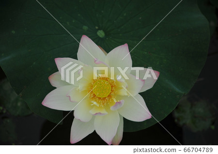 蓮花 蓮花 66704789
