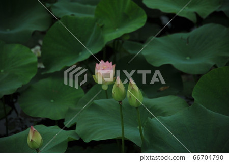 蓮花 蓮花 66704790