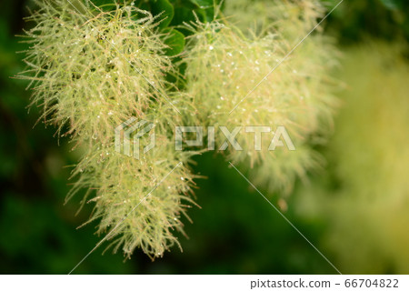 Smoke tree and water drops Smoke tree and water drops 66704822