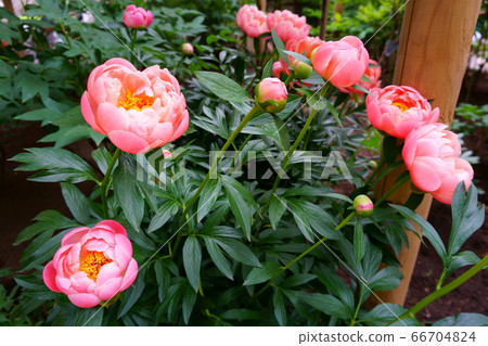 Bouquet of fresh peonies. Beautiful colorful Bouquet of fresh peonies. Beautiful colorful 66704824