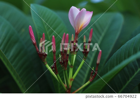 Taiwan Flower Indokei Taiwan Flower Indokei 66704922