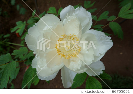 One delicate peony flower, green leaves  66705091