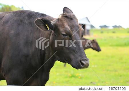 Japanese beef Japanese beef 66705203