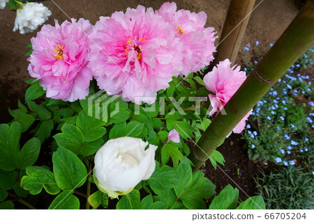 Peony of gentle pink and white color. Beautiful peonies Peony of gentle pink and white color. Beautiful peonies 66705204