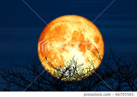 Super Sturgeon moon and silhouette coconut tree Super Sturgeon moon and silhouette coconut tree 66705565