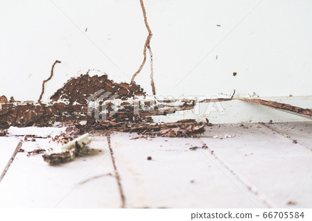 interior wood floor was was damaged by termite interior wood floor was was damaged by termite 66705584