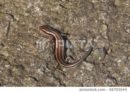 Higashinihon lizard (Hachioji, Tokyo) 66705644