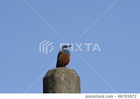 住在城市的雄性黃耳歌手 住在城市的雄性黃耳歌手 66705972