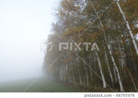 北海道美瑛秋末的晨霧包圍的白樺林 北海道美瑛秋末的晨霧包圍的白樺林 66705976