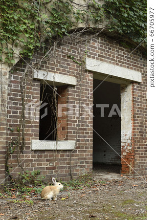 廣島縣奧之島 彈藥庫和戰爭遺跡中的兔子 廣島縣奧之島 彈藥庫和戰爭遺跡中的兔子 66705977