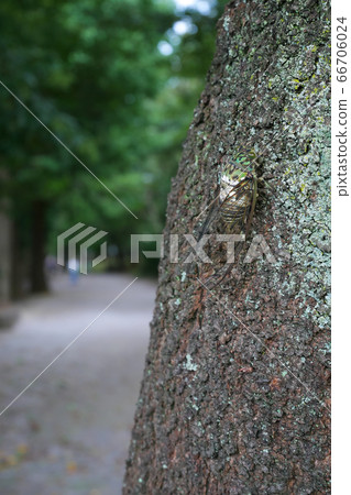 Minmin cicada crowing in summer park ~3:2 version~ Minmin cicada crowing in summer park ~3:2 version~ 66706024