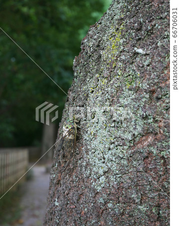 Minmin cicada crowing in the summer park 66706031