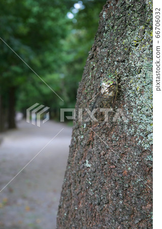 Minmin cicada crowing in summer park ~3:2 version~ 66706032