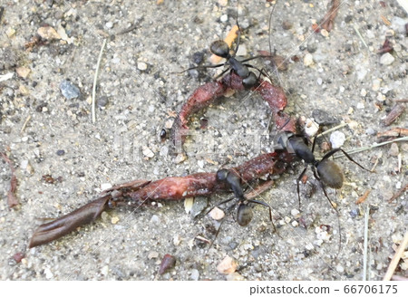 可以帶食物 可以帶食物 66706175