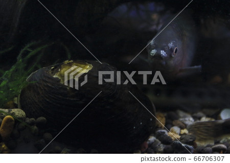 Yaritanago protects bivalves (male) Yaritanago protects bivalves (male) 66706307