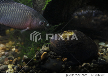 Yaritanago protects bivalves (male) Yaritanago protects bivalves (male) 66706308