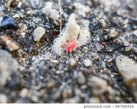 Red mites 66706916