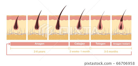 Hair growth cycle illustration. Anatomical diagram of development hair follicles from anagen telagen. 66706958