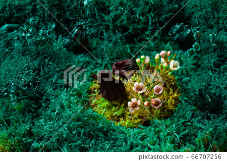Green moss and grass with small flowers in centre 66707256