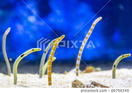 Cute chin eels 66708349