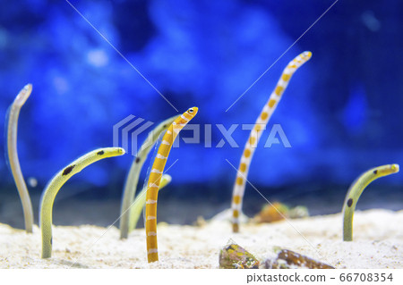 Cute chin eels Cute chin eels 66708354