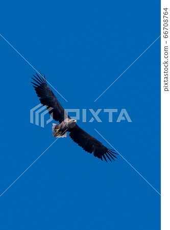 White Tailed Sea Eage Flies With Widespread Wings 66708764