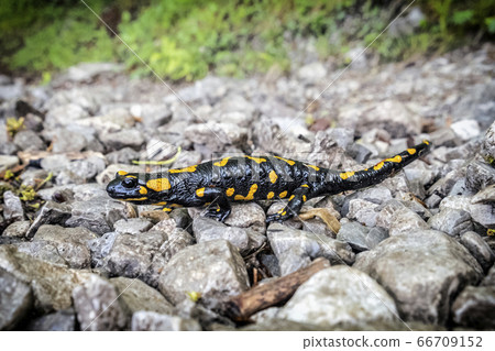 Fire salamander - Salamandra salamandra, animal Fire salamander - Salamandra salamandra, animal 66709152