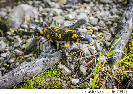 Fire salamander - Salamandra salamandra, animal 66709153